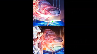 Bus me bhabi Ne chut dikha di chalu bus